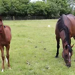 Decouverte D'un Haras Proche Du Mont St Michel Bed & Breakfast 3*