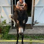 Decouverte D'un Haras Proche Du Mont St Michel Bed & Breakfast Hambye