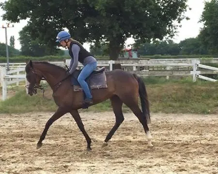 Decouverte D'un Haras Proche Du Mont St Michel 3* Hambye
