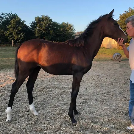 Decouverte D'un Haras Proche Du Mont St Michel Отель типа 