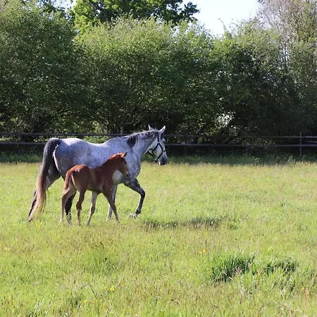 Decouverte D'un Haras Proche Du Mont St Michel Hambye