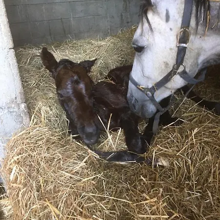 Decouverte D'un Haras Proche Du Mont St Michel Hambye
