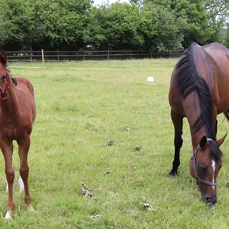Decouverte D'un Haras Proche Du Mont St Michel Bed & Breakfast *