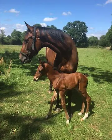Decouverte D'un Haras Proche Du Mont St Michel Отель типа 