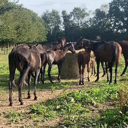 Decouverte D'un Haras Proche Du Mont St Michel
