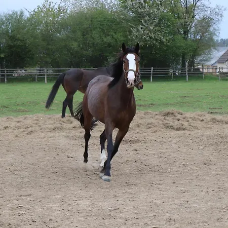 Decouverte D'un Haras Proche Du Mont St Michel Hambye