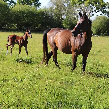 Decouverte D'un Haras Proche Du Mont St Michel Отель типа 