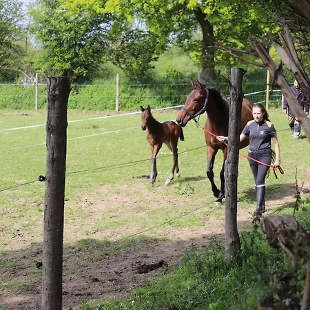 Bed & Breakfast Decouverte D'un Haras Proche Du Mont St Michel Hambye
