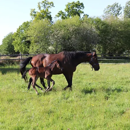 Bed & Breakfast Decouverte D'un Haras Proche Du Mont St Michel Hambye