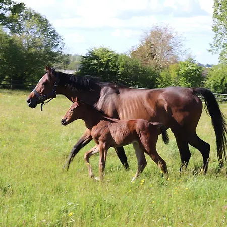 Decouverte D'un Haras Proche Du Mont St Michel Отель типа 