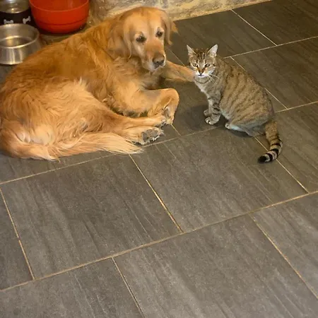 Bed & Breakfast Decouverte D'un Haras Proche Du Mont St Michel